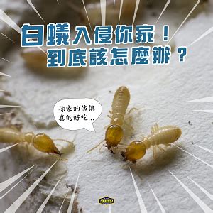 家裡有白蟻該如何處理|白蟻防治怎麼做？3分鐘教你懂白蟻習性、白蟻防治妙招